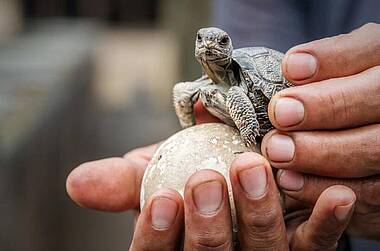 Kleine Schildkröte frisch aus dem Ei geschlüpft, Galapagos