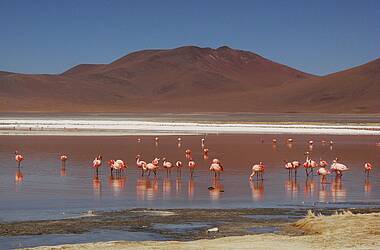 Flamingos in der Atacamawüste