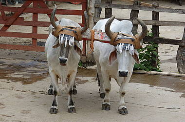 Ochsenpaar mit Joch auf der Hacienda Guachipelin