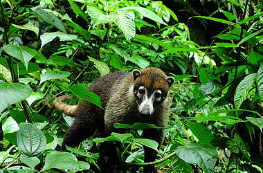 Nasenbär im tropischen Regenwald von Costa Rica