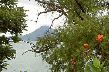 Vegetation am Lago Atlitlan, Guatemala