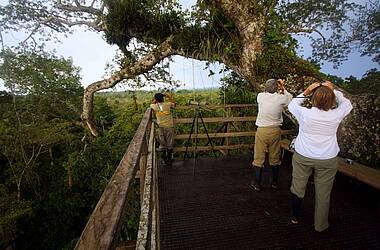 Vogelbeobachtungsplattform in der Sacha Lodge im grünen Amazonas von Ecuador