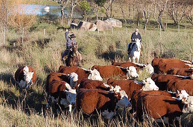 Gauchos mit ihren Rindern auf der Estancia Finca Piedra Uruguay