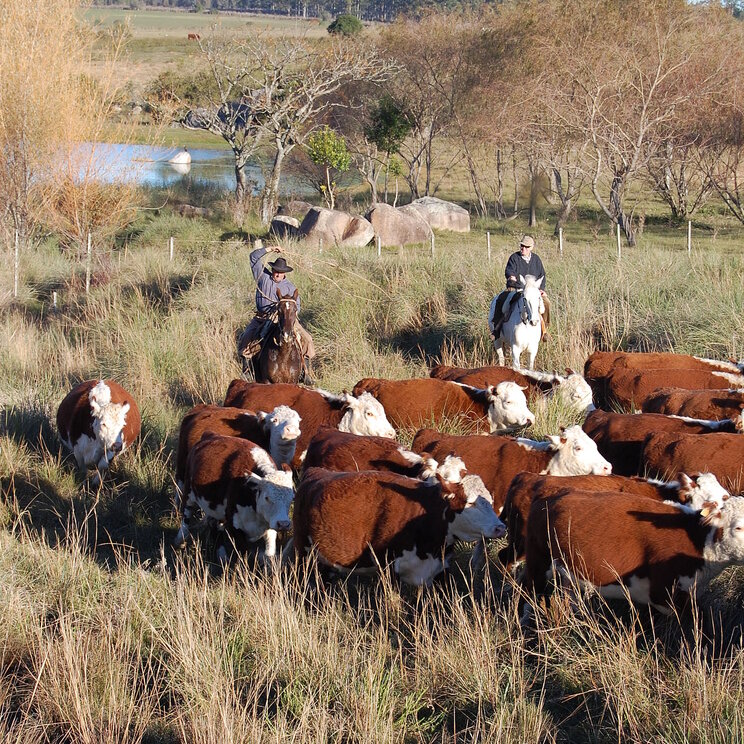 Gauchos mit ihren Rindern auf der Estancia Finca Piedra Uruguay