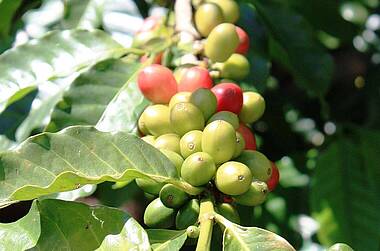 Kaffeepflanze in Plantage in Kolumbien