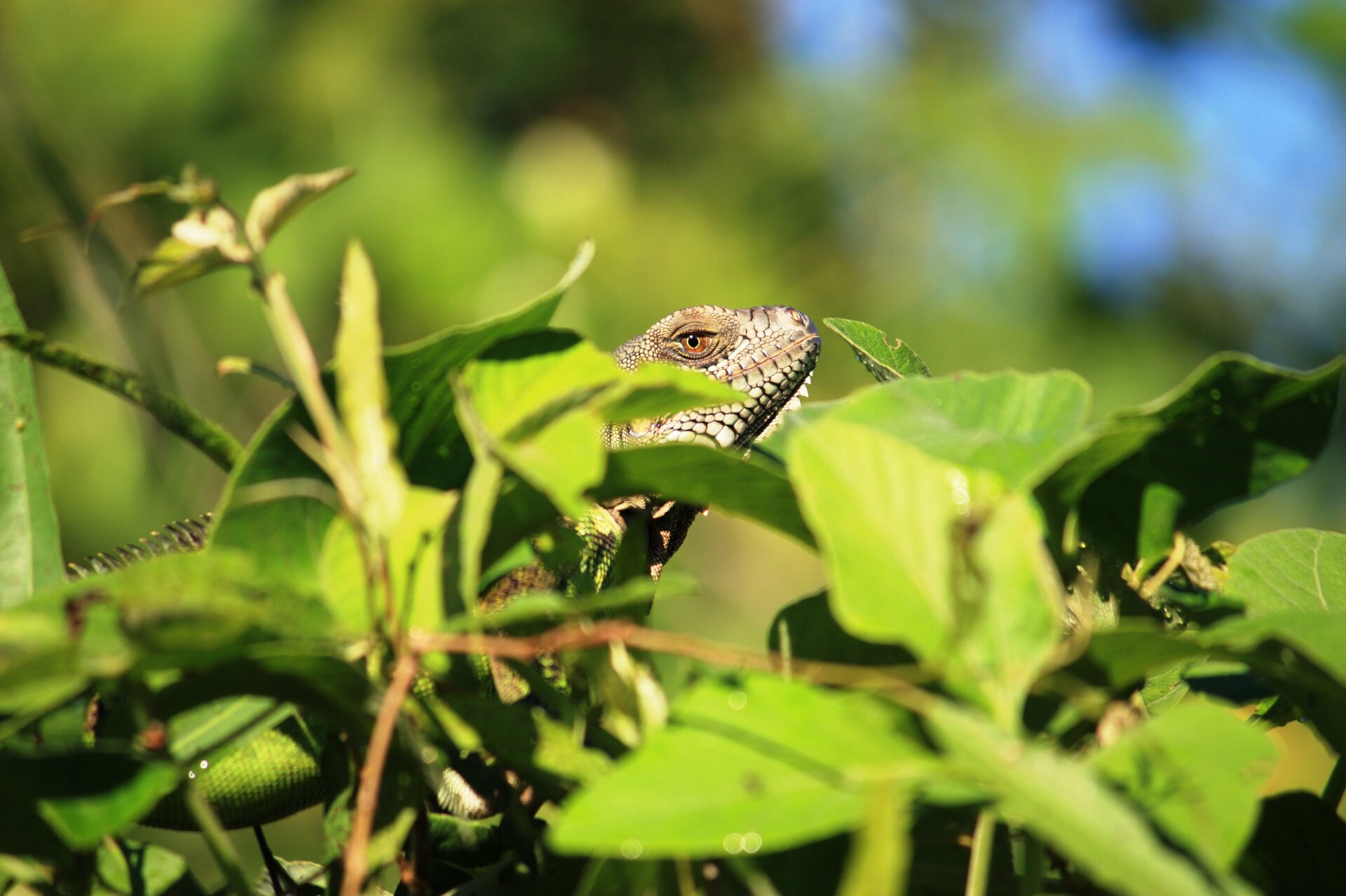 Leguan zwischen Blättern