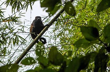Affe im Schutzgebiet Reserva Ecológica Manglares Churuten nahe Guayaquil, Ecuador