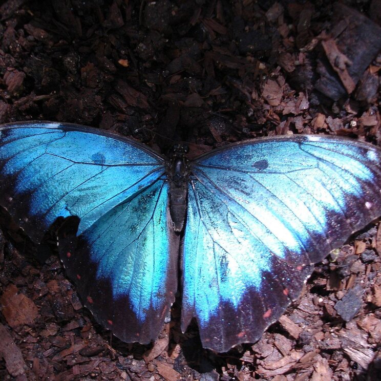 Blauer Morphofalter in Belize