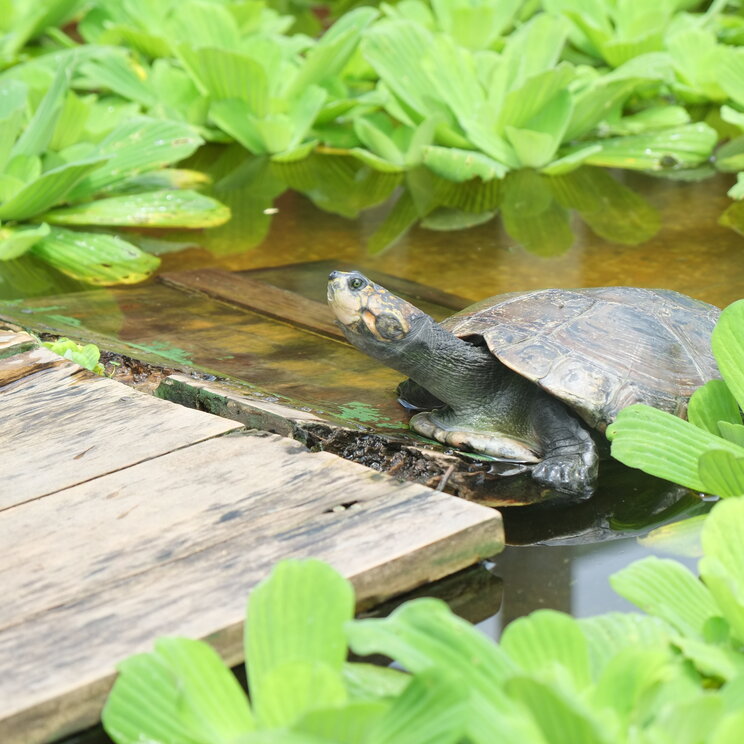 Schildkroete im Wasserbecken zwischen gruenen Wasserpflanzen im Hotel Decameron Decalodge Ticuna in Leticia.