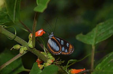 Schmetterling in der Hakuna Matata Lodge im Amazonas Ecuador