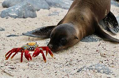 Galapagos Seelöwe trifft auf rote Krabbe