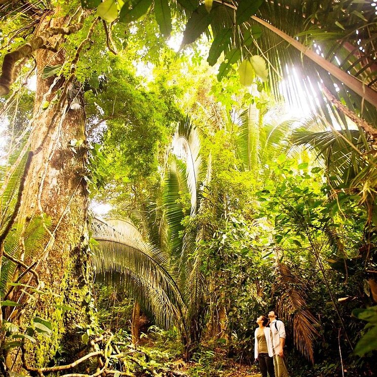 Zwei Personen wandern durch den Dschungel in Belize