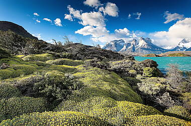 Andenvegetation mit Macizo del Paine im Hintergrund, Nationalpark Torres del Paine