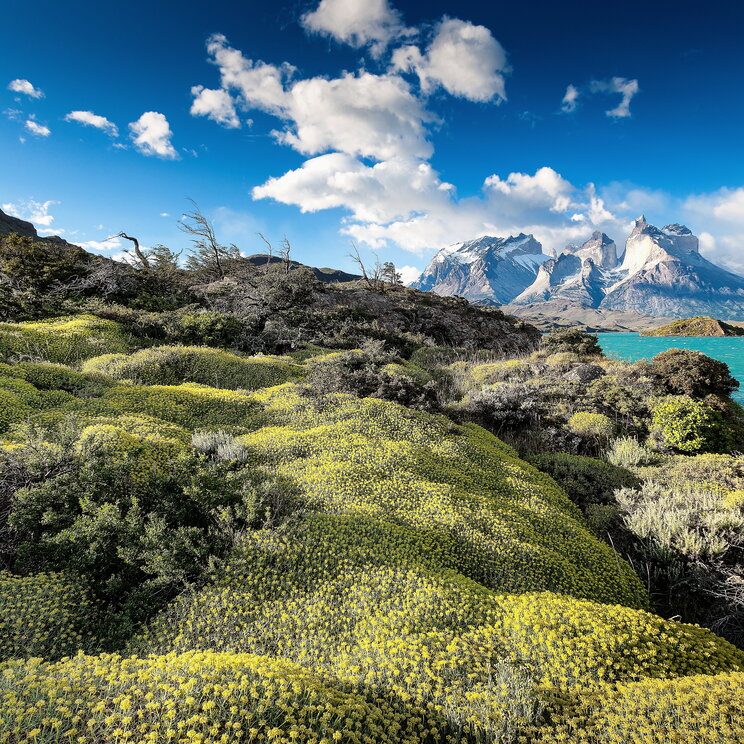 Andenvegetation mit Macizo del Paine im Hintergrund, Nationalpark Torres del Paine