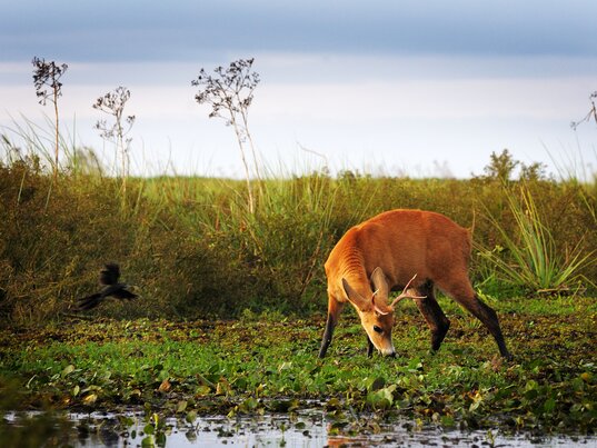 Sumpfhirsch grast in den Esteros del Iberá in Argentinien, während links ein schwarzer Vogel vorbeifliegt.