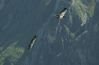 Kondore im Flug über den Colca Canyon in Peru