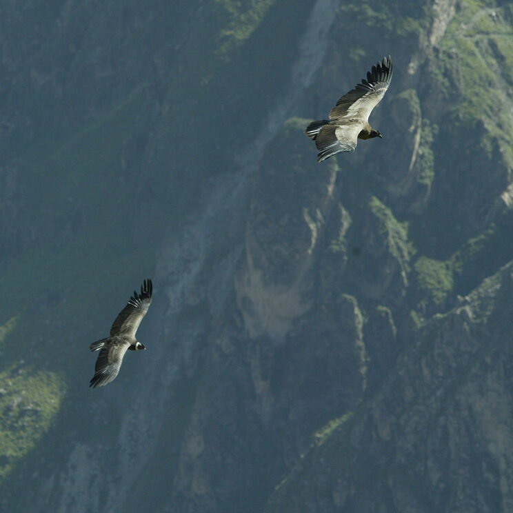 Kondore im Flug über den Colca Canyon in Peru