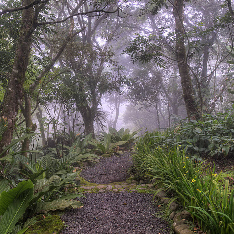 Wanderweg im nebligen Garten der Monteverde Lodge & Gardens, Costa Rica.