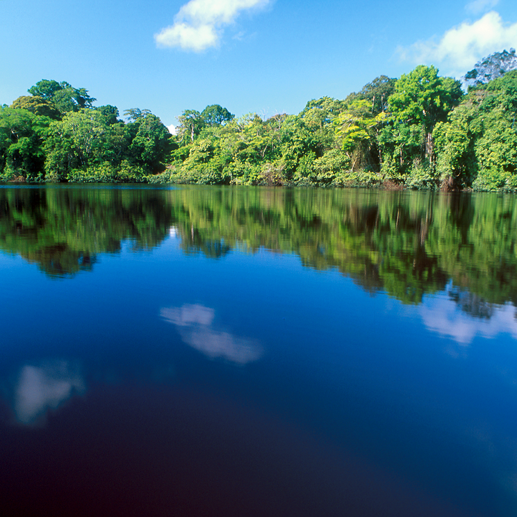 Blaues Wasser und grüne Vegetation im Tortuguero Nationalpark Cost Rica