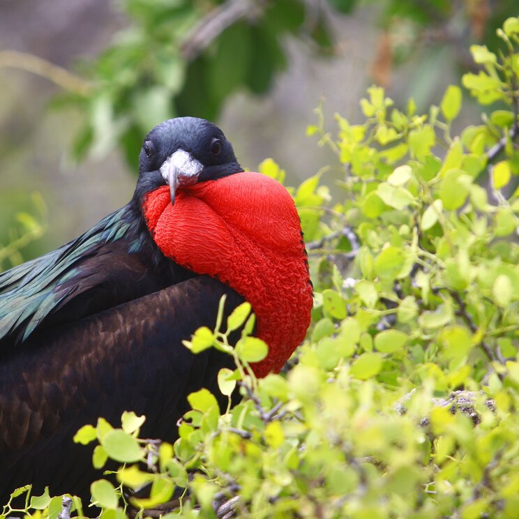 Fregattvogel mit aufblasbarem roten Kehlsackauf, Galapagos Inseln Ecuador