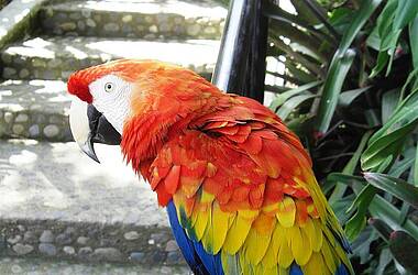 Bunter Ara-Papagei im kolumbianischen Amazonas
