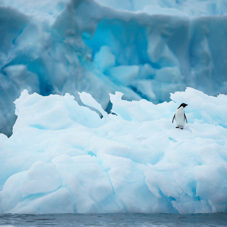 Ein einzelner Pinguin steht auf einem weißen Eisberg vor einer massiven, intensiv blauen Gletscherwand in der Antarktis.