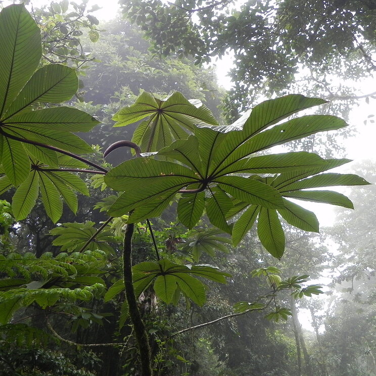 Pflanzenwelt im Monteverde Nebelwald