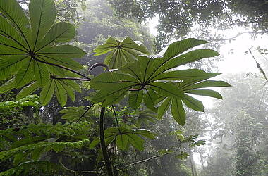 Pflanzenwelt im Monteverde Nebelwald