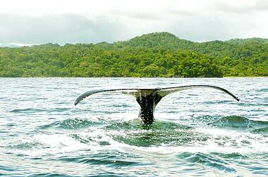 Walflosse taucht aus dem Pazifik vor der kolumbianischen Küste