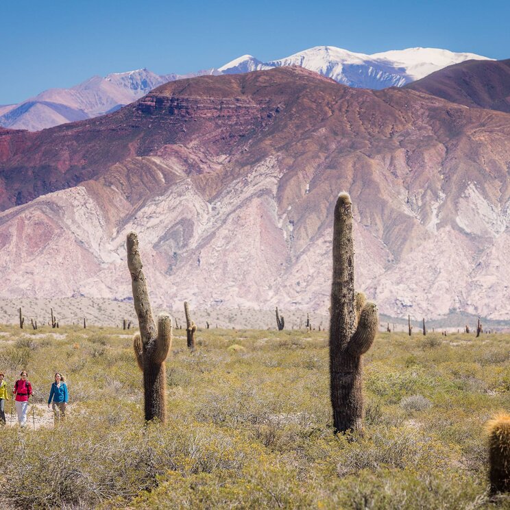 Drei Wanderer gehen durch eine Steppenlandschaft mit großen Kakteen im Nationalpark Los Cardones. Im Hintergrund erheben sich farbige Berge mit schneebedeckten Gipfeln.