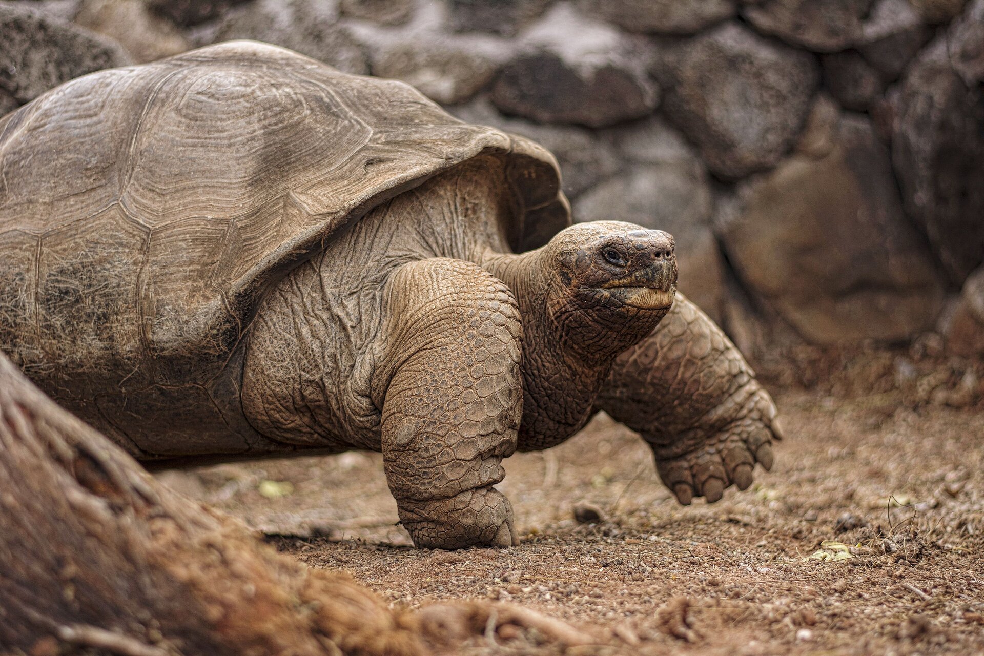 Riesenschildkröten auf Santa Cruz, Galapagos
