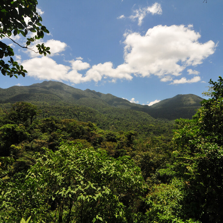 Grüne Hügel im Tenorio Vulkan-Nationalpark, Costa Rica.