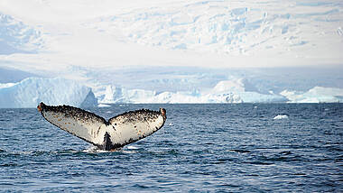 Schwanzflosse eines Wals im Meer der Antarktis