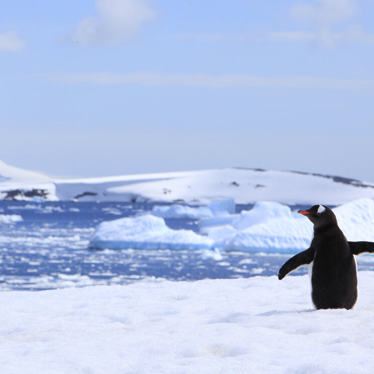 Eselspinguin vor Wasser und Eisbergen