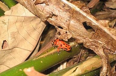 Roter Pfeilgiftfrosch im Dschungel von Bocas del Toro, Panama