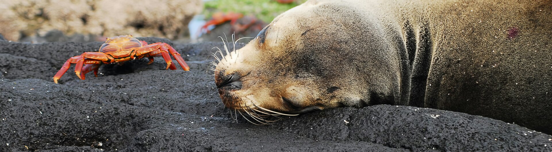 Ein schlafender Galapagos-Seelöwe liegt auf dunklem Vulkangestein neben einer leuchtend roten Klippenkrabbe.