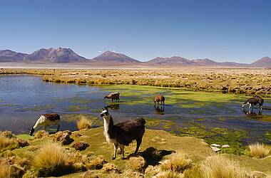 Landschaft mit Lamas im Altiplano - Chile