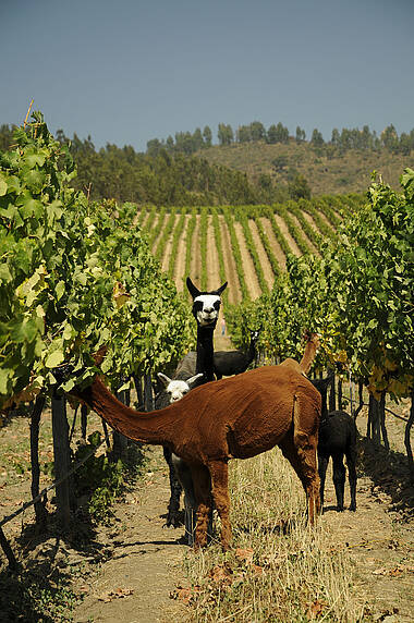 Lamas in den Weinbergen von Mendoza