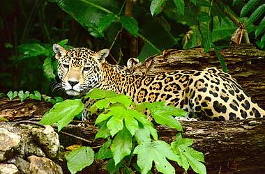 Jaguar hinter einem Baumstamm in Belize