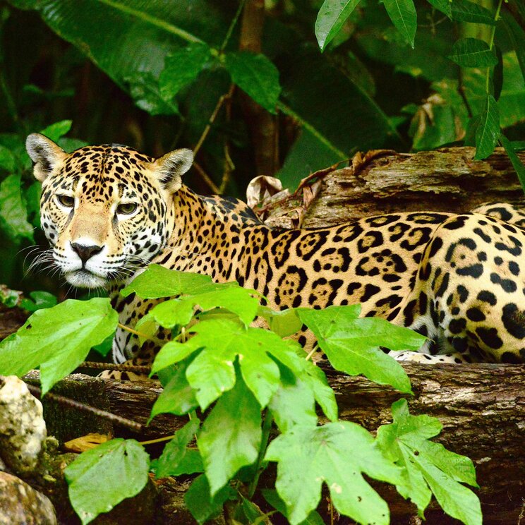 Jaguar hinter einem Baumstamm in Belize