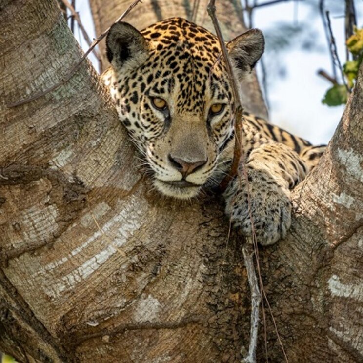 Jaguar ruht auf einem Ast in einem Baum im tropischen Regenwald von Belize und blickt aufmerksam in die Umgebung.