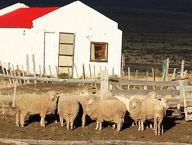 Schafe auf einer Estancia bei El Calafate