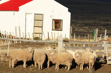 Schafe auf einer Estancia bei El Calafate