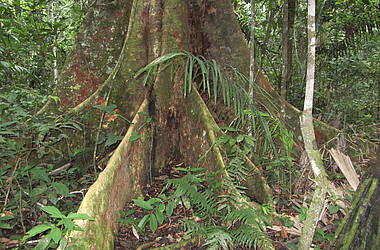 Riesenbäume mit Brettwurzeln im Amazonas, Bolivien