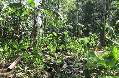 Pflanzen im Embera Gebiet