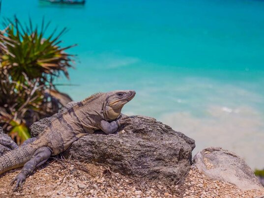 Großer Leguan sonnt sich auf einem Felsen am Karibikstrand in Tulum