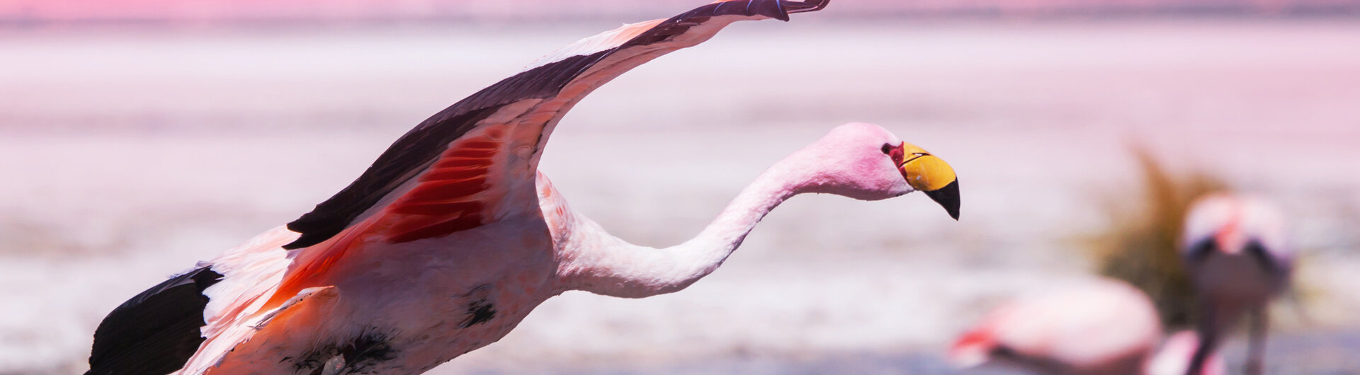 Flamingo in Chile