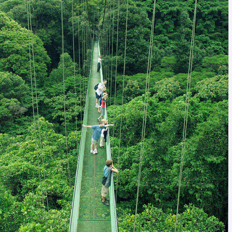 Hängebrücke im Monteverde Nebelwald Costa Rica