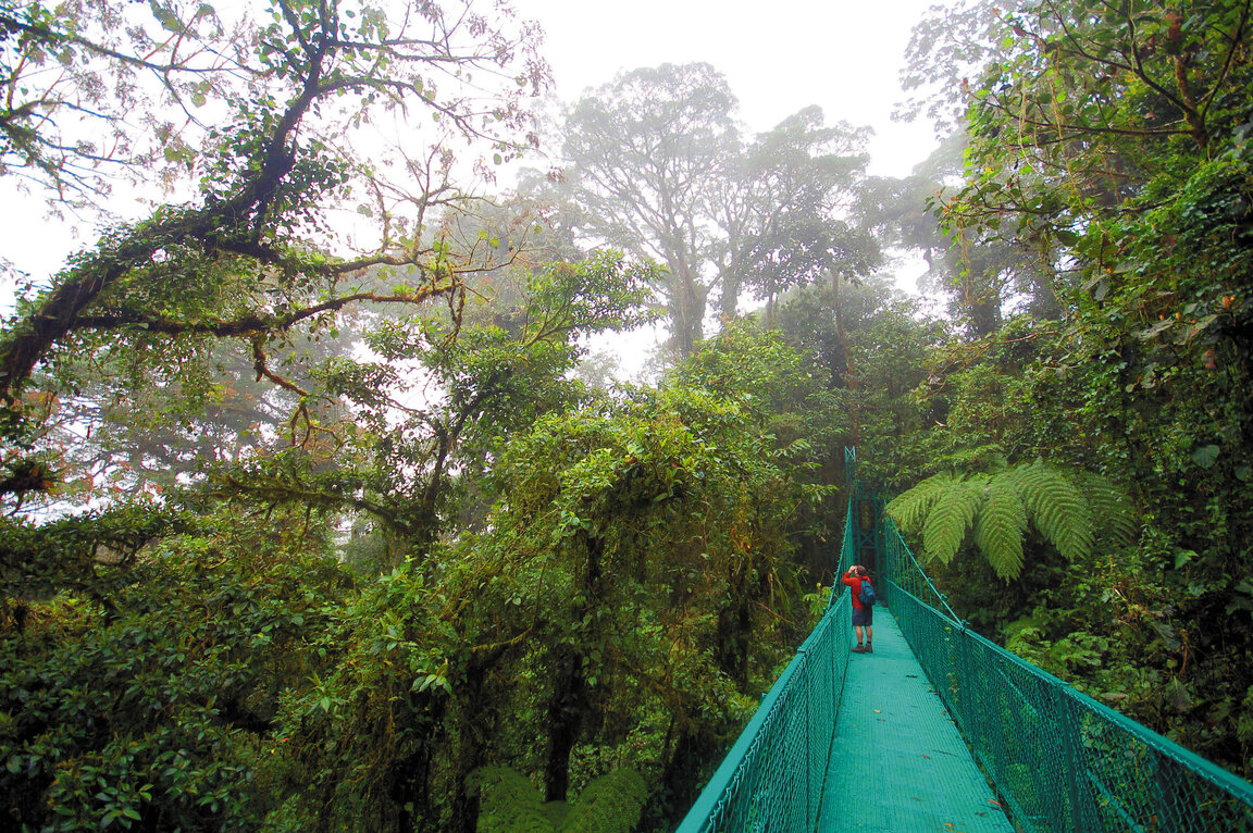 Brücke im Nebelwald von Monteverde, Costa Rica, mit Wanderer.
