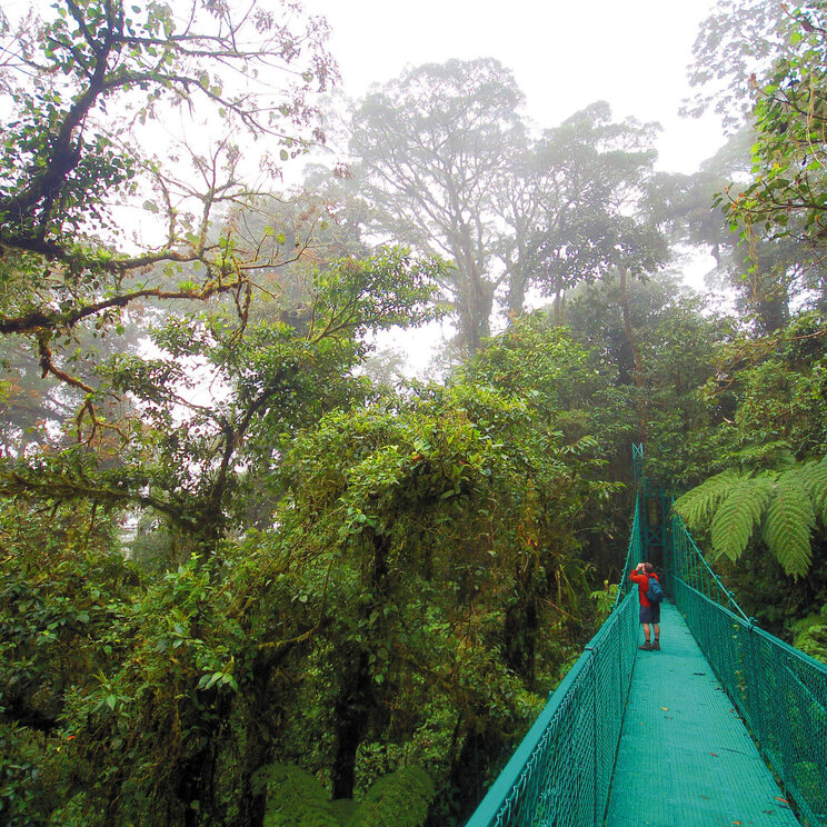 Brücke im Nebelwald von Monteverde, Costa Rica, mit Wanderer.